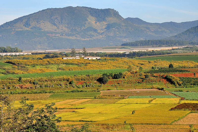 Tháng 11, những cơn mưa thưa thớt cuối mùa nhường chỗ cho nắng hanh vàng rực rỡ. Tháng 11, những cơn gió lạnh đầu Đông đã ùa về. Tháng 11, cả vùng cao nguyên chìm ngập trong sắc vàng! Tháng 11, nhiều người trẻ ở Saigon sốt lên vì một mùa hoa vàng trên vùng đất cao nguyên. Tháng 11, tôi lại chìm đắm trong dòng ký ức về một loài hoa có tên gọi dã quỳ mà tôi đã một lần chiêm ngưỡng!